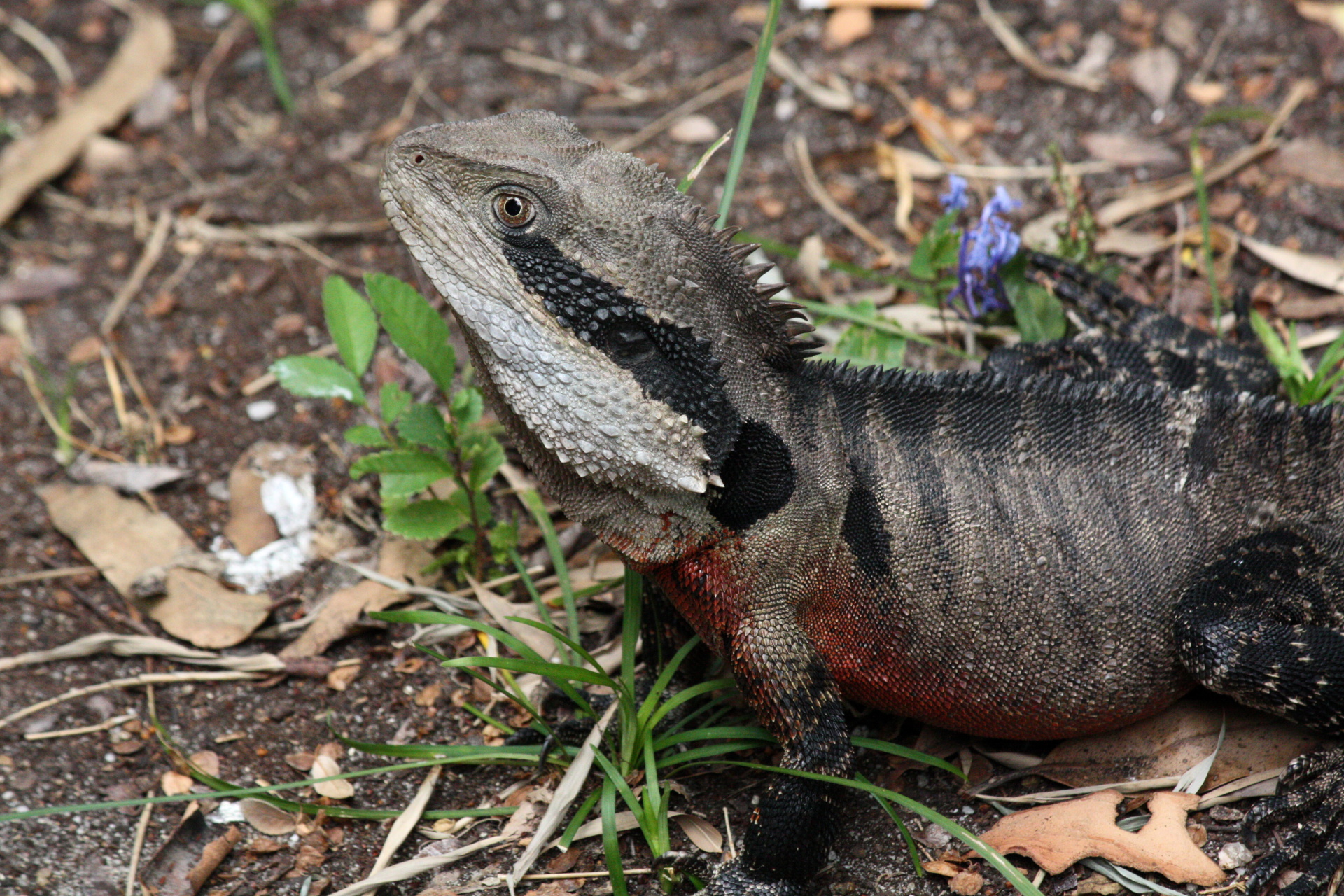 2010-02-19 Chinese Garden